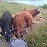 Country Flat