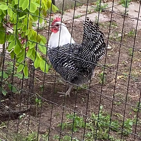Country Flat