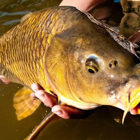 Διαμέρισμα Country Flat *