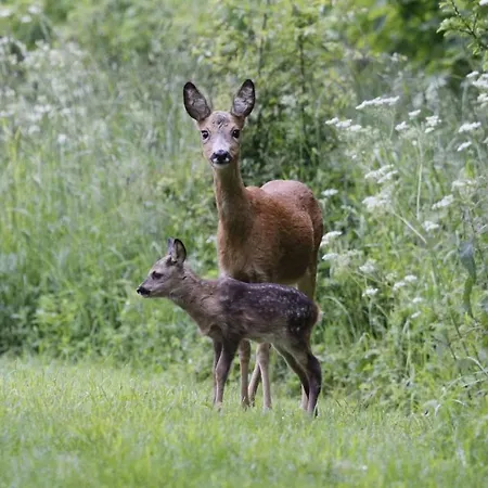 Apartament Country Flat *