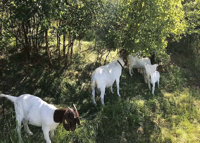 Country Flat Roskilde
