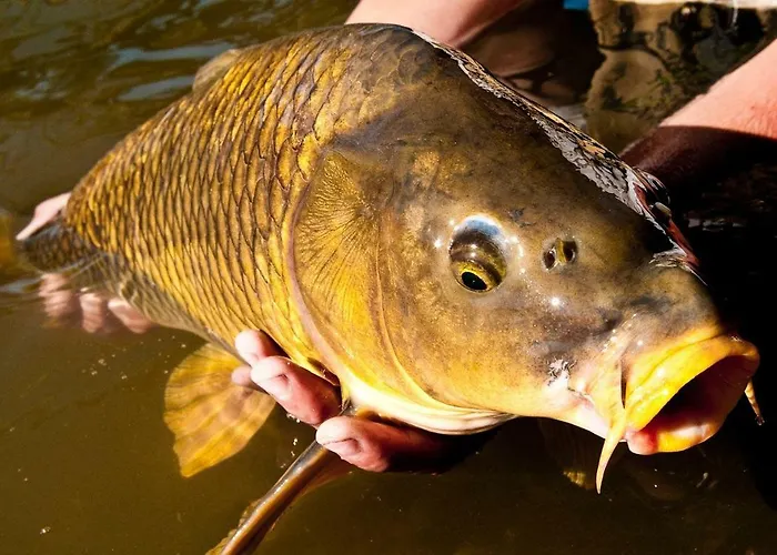 Apartment Country Flat *