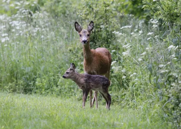 Apartment Country Flat *